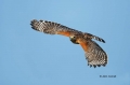 Red-shouldered-Hawk;Hawk;Buteo-lineatus;behavior;look;looking;watchful;surveying